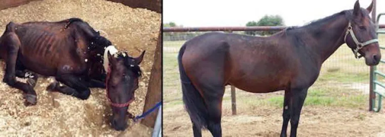 NAJGORE I NAJBOLJE OD LJUDI: Manijaci skoro ubili ljubimce, dobrotvori im promijenili život