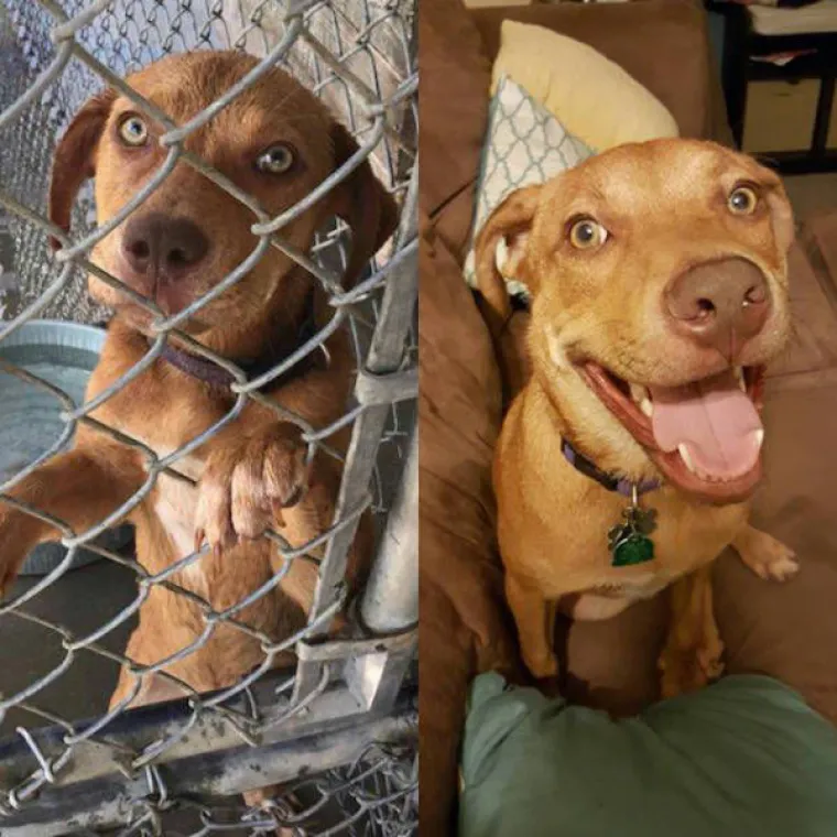 NAJGORE I NAJBOLJE OD LJUDI: Manijaci skoro ubili ljubimce, dobrotvori im promijenili život