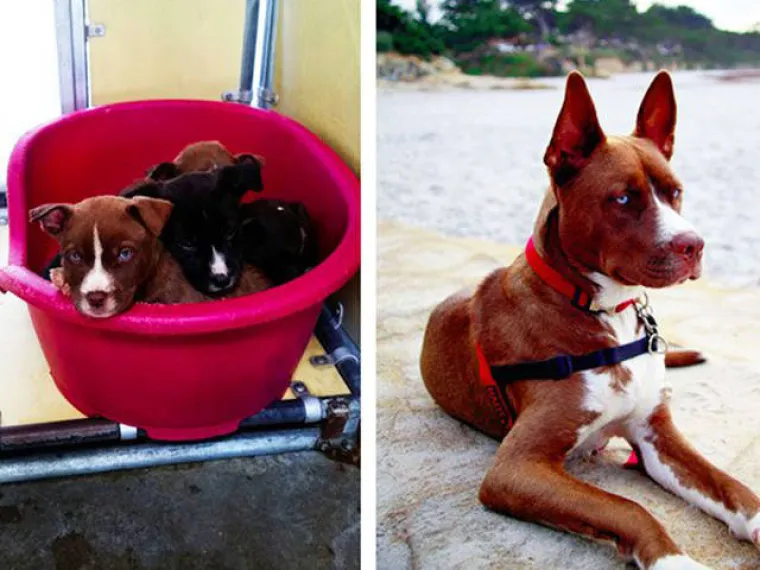 NAJGORE I NAJBOLJE OD LJUDI: Manijaci skoro ubili ljubimce, dobrotvori im promijenili život