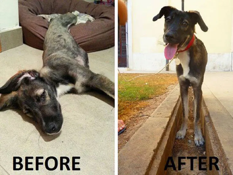 NAJGORE I NAJBOLJE OD LJUDI: Manijaci skoro ubili ljubimce, dobrotvori im promijenili život