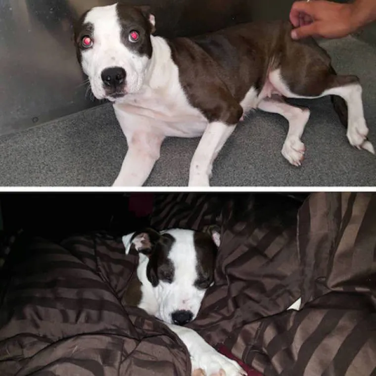 NAJGORE I NAJBOLJE OD LJUDI: Manijaci skoro ubili ljubimce, dobrotvori im promijenili život