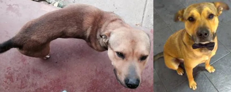 NAJGORE I NAJBOLJE OD LJUDI: Manijaci skoro ubili ljubimce, dobrotvori im promijenili život