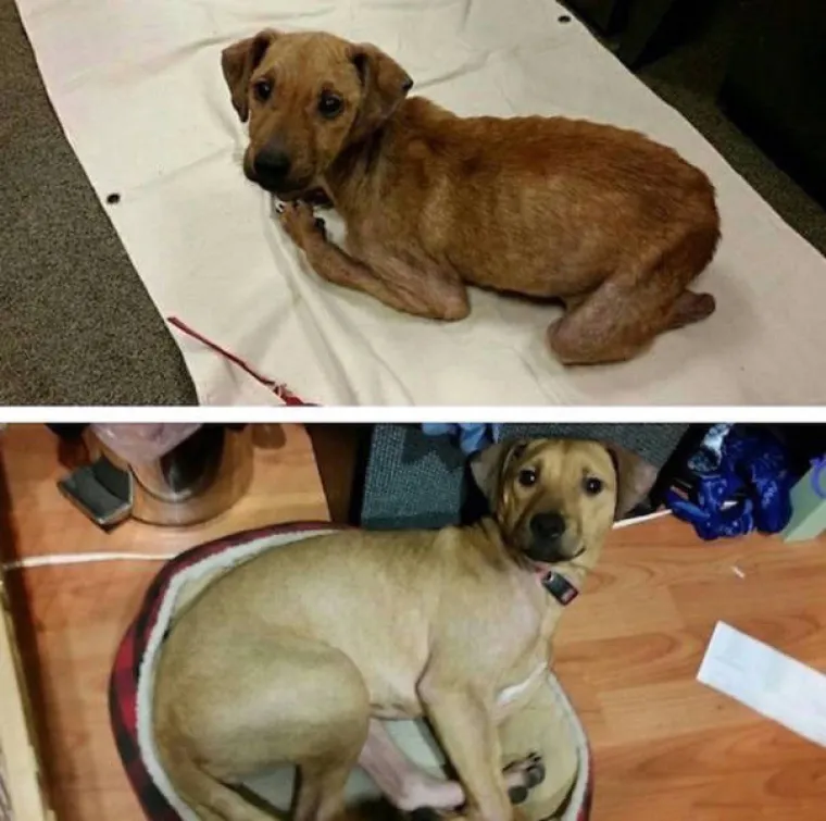 NAJGORE I NAJBOLJE OD LJUDI: Manijaci skoro ubili ljubimce, dobrotvori im promijenili život