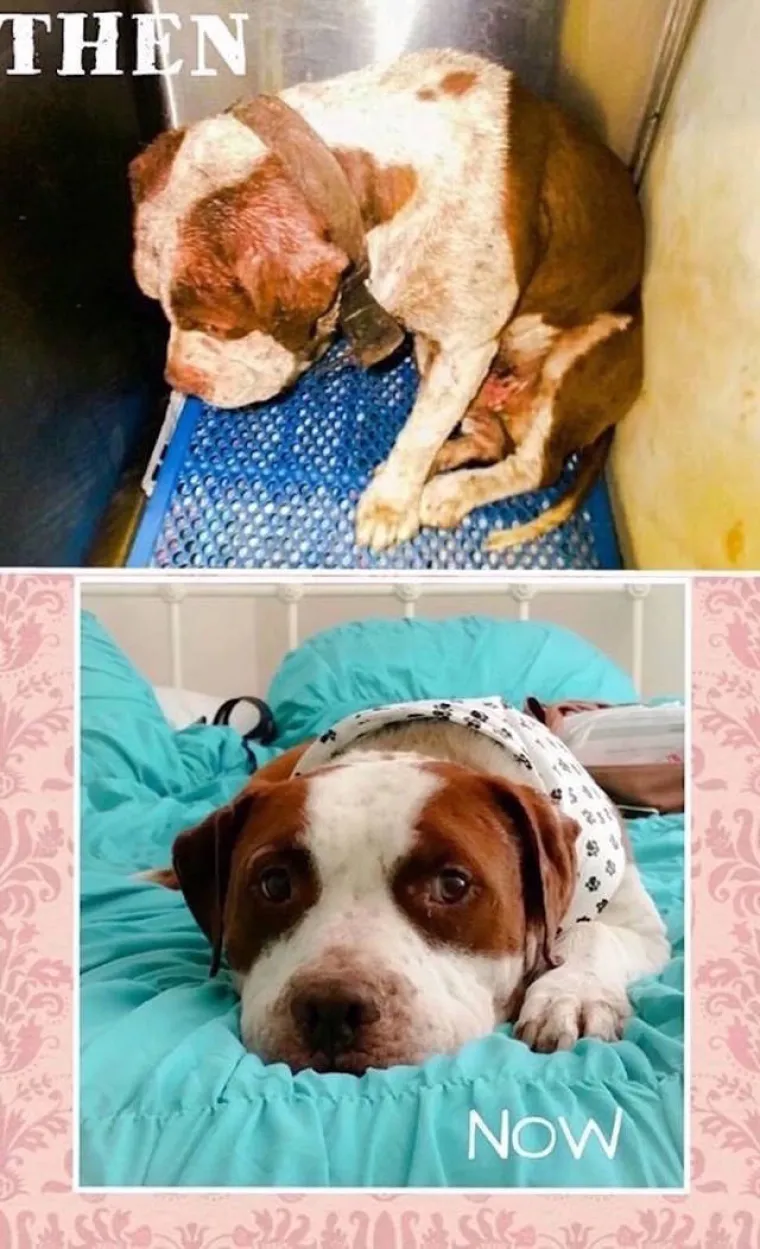 NAJGORE I NAJBOLJE OD LJUDI: Manijaci skoro ubili ljubimce, dobrotvori im promijenili život