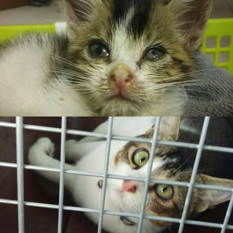 NAJGORE I NAJBOLJE OD LJUDI: Manijaci skoro ubili ljubimce, dobrotvori im promijenili život