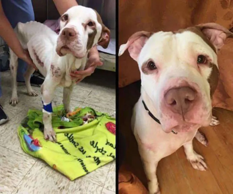 NAJGORE I NAJBOLJE OD LJUDI: Manijaci skoro ubili ljubimce, dobrotvori im promijenili život