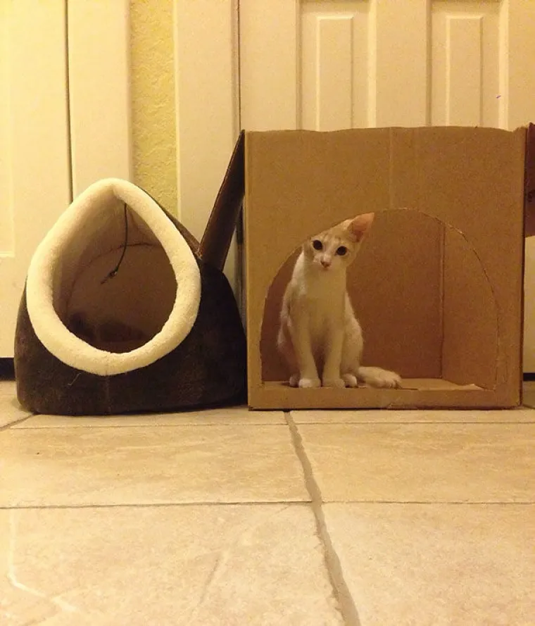 Mačja logika: neće njima vlasnici određivati &scaron;to će im se sviđati