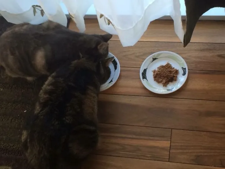 Mačja logika: neće njima vlasnici određivati &scaron;to će im se sviđati