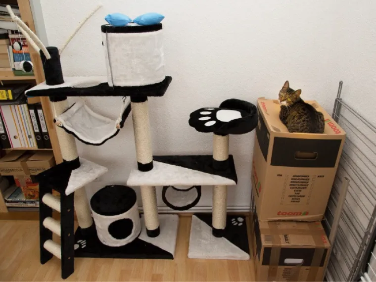 Svi vlasnici mačaka već su davno naučili da mačke potpuno ignoriraju njihove skupe darove. Bilo da to rade namjerno ili su naprosto neuke i ne znaju se služiti njima, mačke će redovito vi&scaron;e zanimati ambalaža od samog skupocjenog poklona. U galeriji smo okupili neke od takvih mačaka.