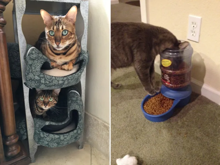 BAHATE &Scaron;TETOČINE: Jesu li mačke jako bezobrazne ili samo užasno blesave?