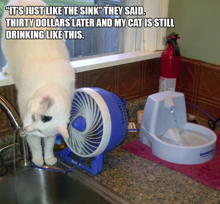 BAHATE &Scaron;TETOČINE: Jesu li mačke jako bezobrazne ili samo užasno blesave?