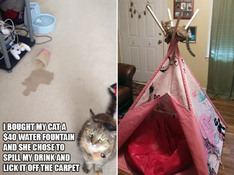 BAHATE &Scaron;TETOČINE: Jesu li mačke jako bezobrazne ili samo užasno blesave?