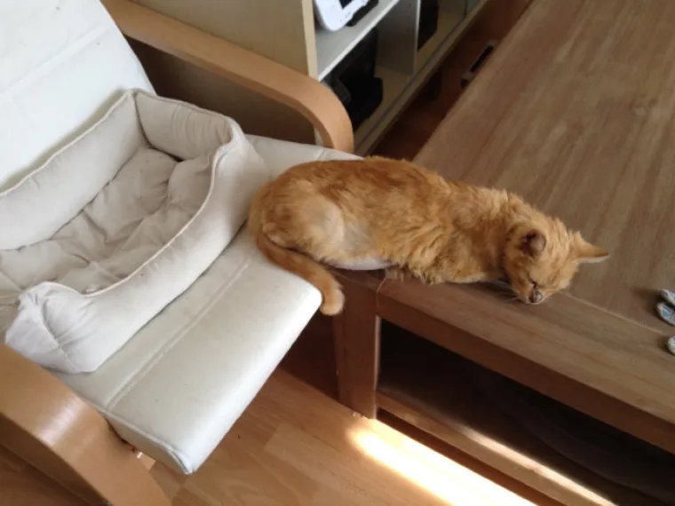 BAHATE &Scaron;TETOČINE: Jesu li mačke jako bezobrazne ili samo užasno blesave?