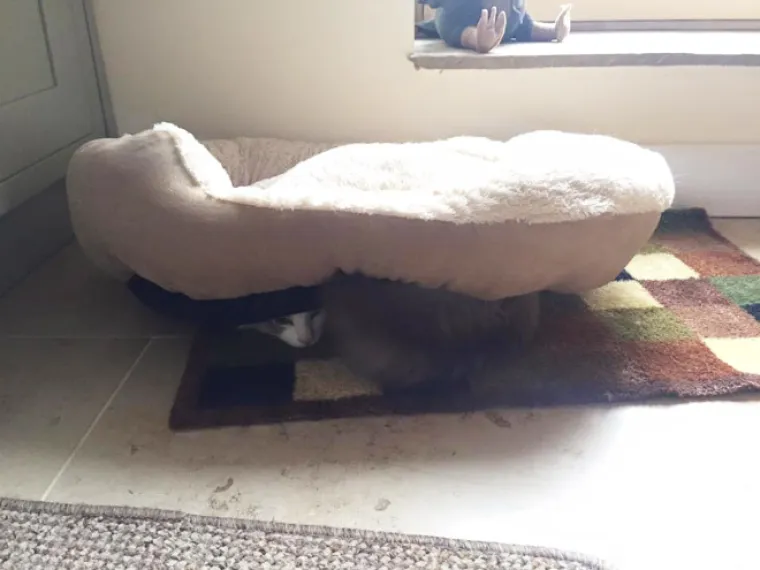 BAHATE &Scaron;TETOČINE: Jesu li mačke jako bezobrazne ili samo užasno blesave?