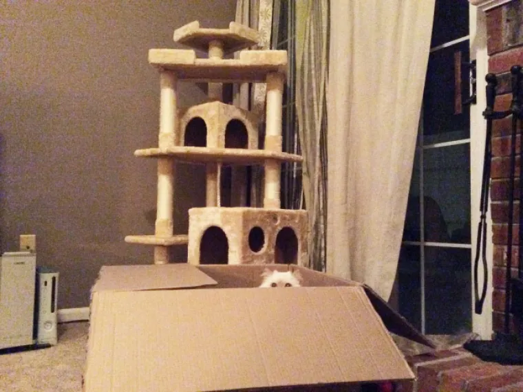 BAHATE &Scaron;TETOČINE: Jesu li mačke jako bezobrazne ili samo užasno blesave?