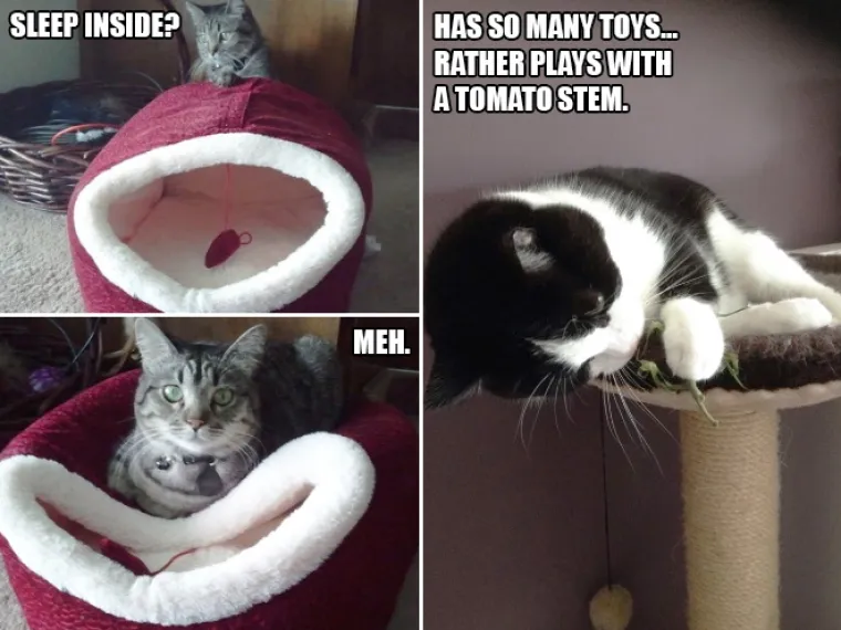 BAHATE &Scaron;TETOČINE: Jesu li mačke jako bezobrazne ili samo užasno blesave?