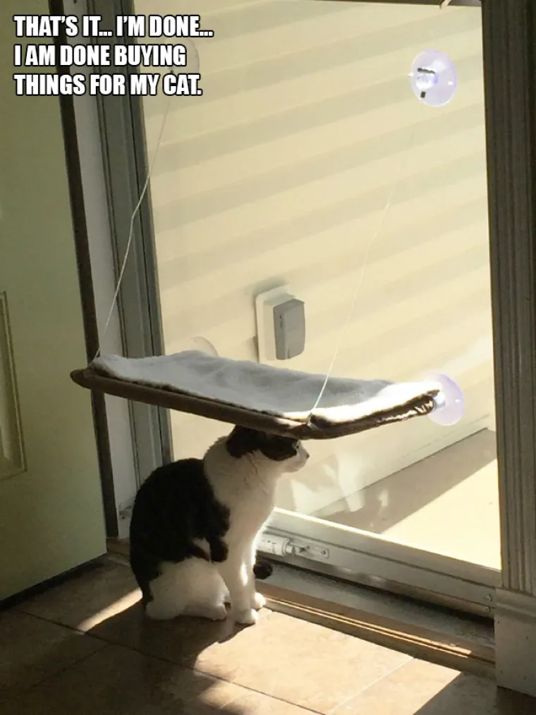 BAHATE &Scaron;TETOČINE: Jesu li mačke jako bezobrazne ili samo užasno blesave?