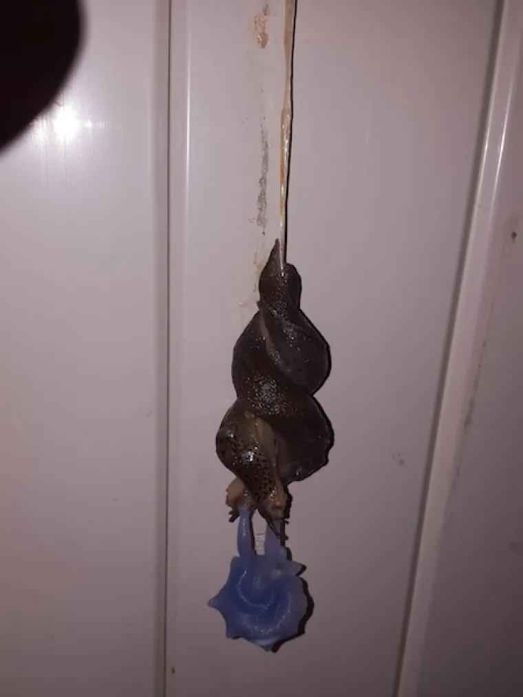 Dva puža vode ljubav. Puževi su hermafroditi, a plavo na slici su im penisi koji ima rastu iz glave.