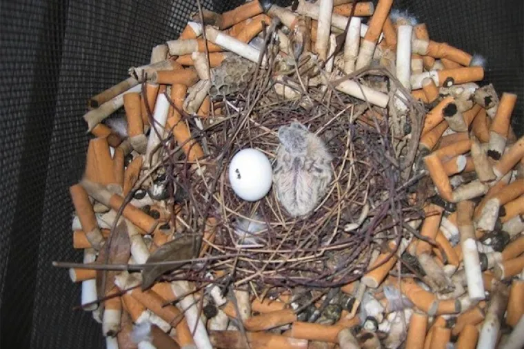 Ptice koriste opu&scaron;ke kako bi radile gnijezda, a stručnjaci kažu da to nije samo zato &scaron;to su dobri izolatori već i zato &scaron;to kemikalije odbijaju parazite.