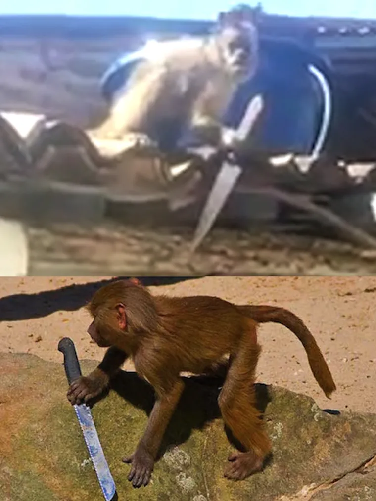 U veljači 2015. pijani i agresivni majmun napadao je stanovnike Patosa u Brazilu. Majmun je napadao samo mu&scaron;karce, a obuzdali su ga vatrogasci.