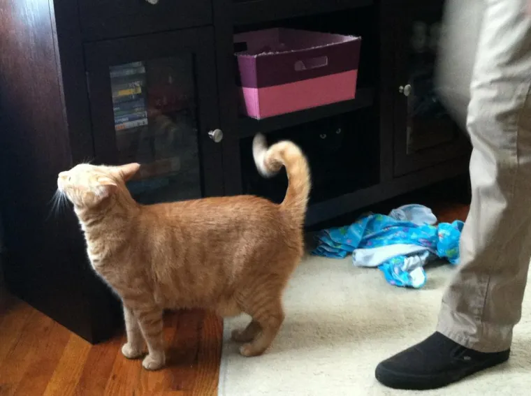 TESTIRAJTE MOZAK I VID: Poku&scaron;ajte uočiti bizarne detalje na svakoj slici i izo&scaron;trite percepciju