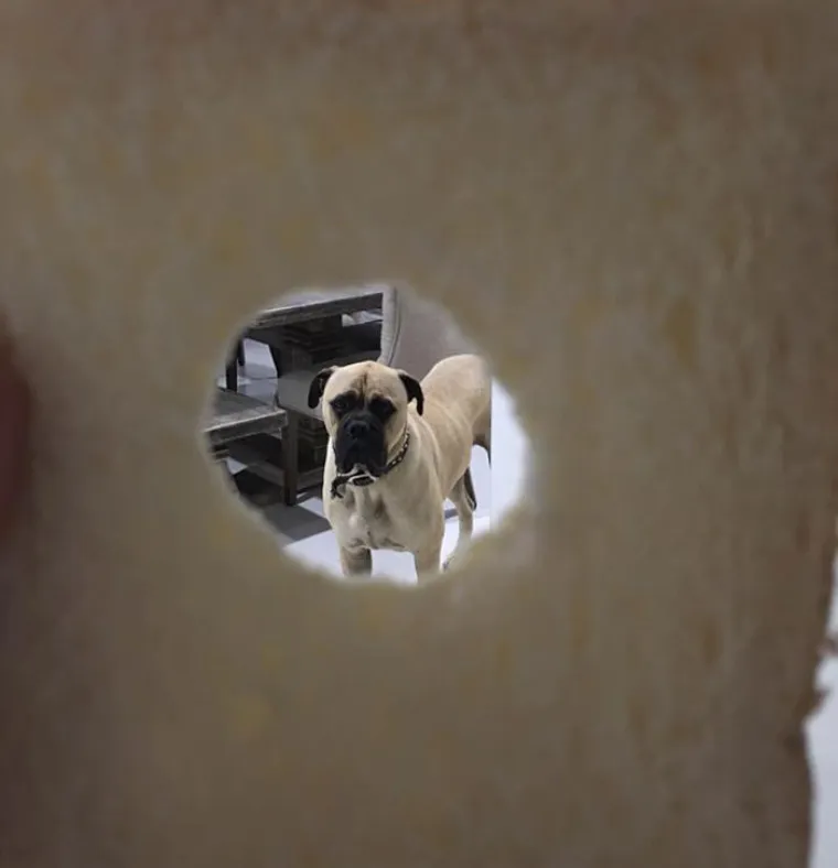 UHODI JE I DOK JE GOLA POD TU&Scaron;EM: Ovo je najjeziviji, a ujedno i najslađi pas na svijetu