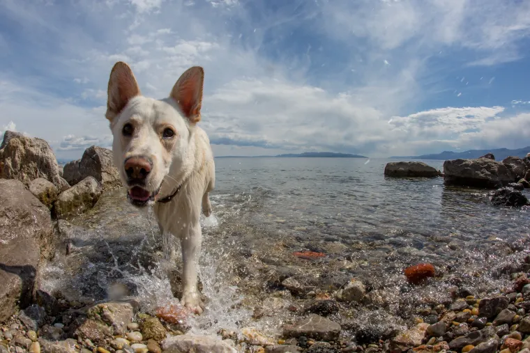 Razigrana igra na psećoj plaži Kantrida