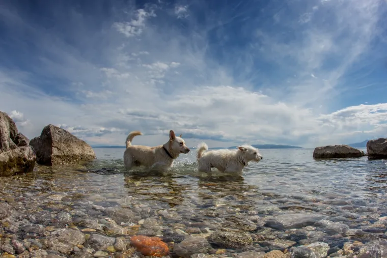Razigrana igra na psećoj plaži Kantrida