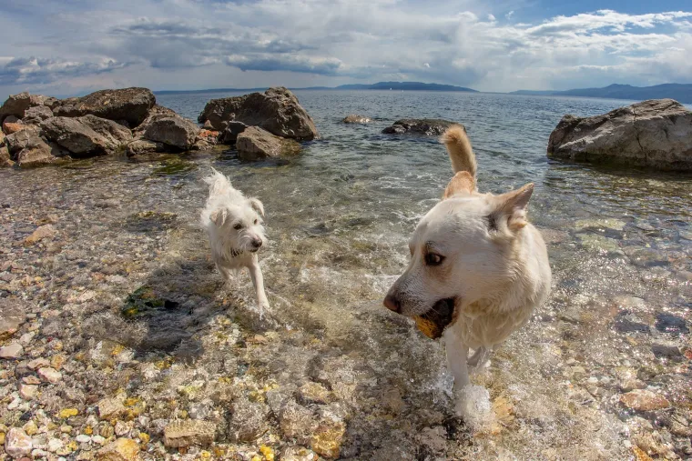 Razigrana igra na psećoj plaži Kantrida