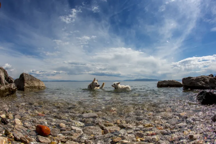 Razigrana igra na psećoj plaži Kantrida