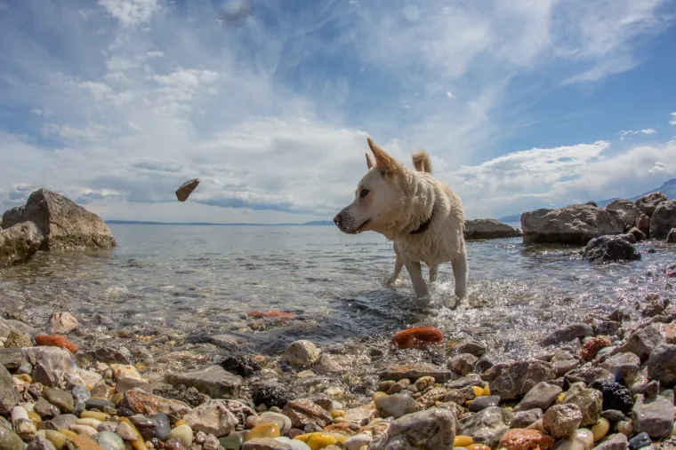 Razigrana igra na psećoj plaži Kantrida