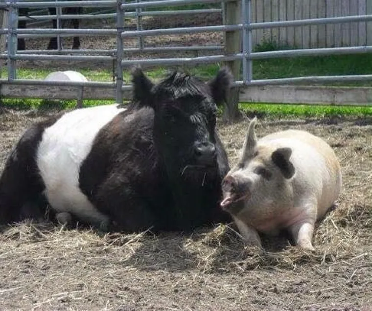 Baby je slijepa krava koja je osam godina bila vezana za svoju svinu vodiča Lulu. No, jednog je dana Lulu otišla na neke zelenije pašnjake, a Baby je ostala sama.