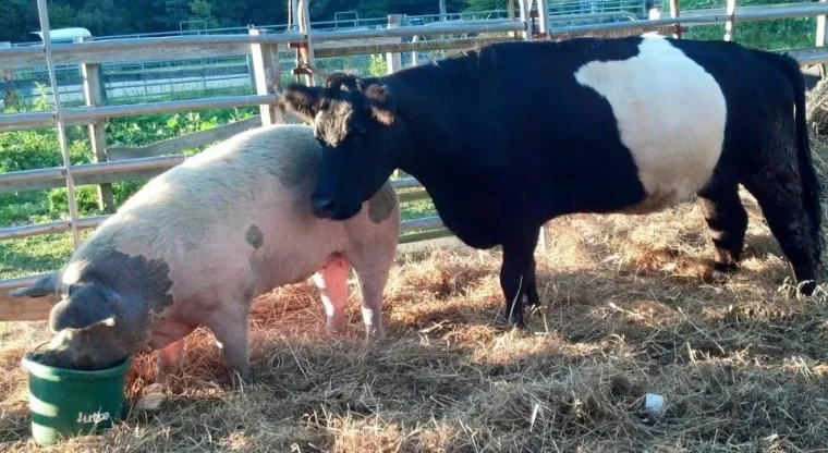 Veza ove krave i svinje bila je tako prisna da je Baby nakon Luline smrti potpuno prestala jesti i počela neprestano plakati.