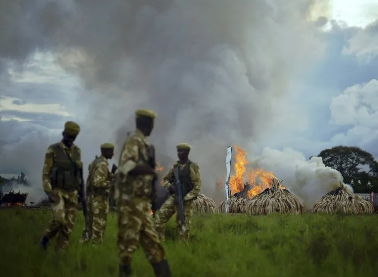 LOMAČA ĆE GORJETI DANIMA: Pogledajte kako izgleda najveće spaljivanje slonovače u povijesti