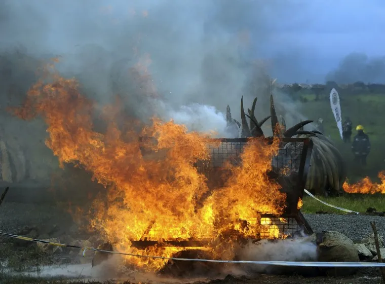 LOMAČA ĆE GORJETI DANIMA: Pogledajte kako izgleda najveće spaljivanje slonovače u povijesti