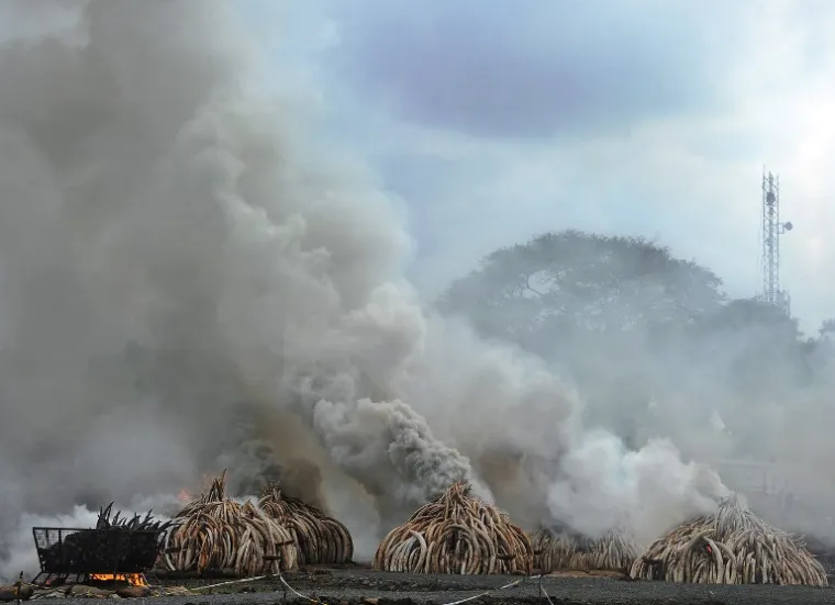 LOMAČA ĆE GORJETI DANIMA: Pogledajte kako izgleda najveće spaljivanje slonovače u povijesti
