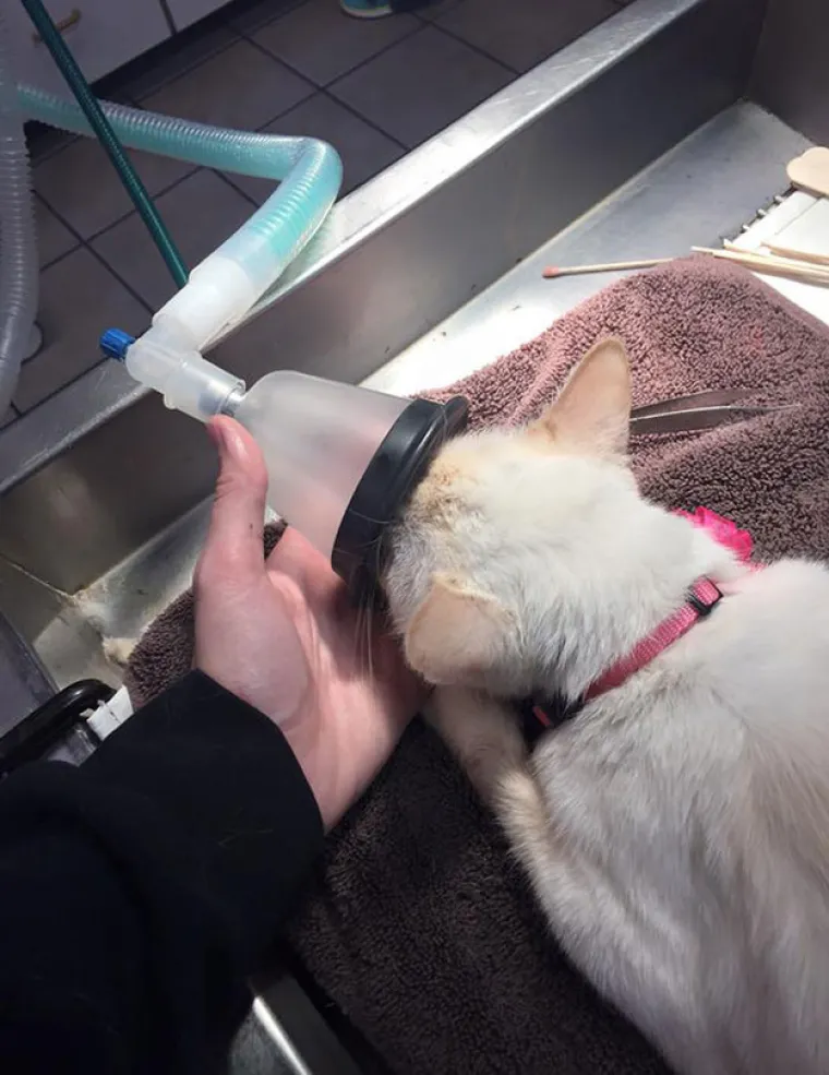 Duchess je maca iz Teksasa koju je udario auto. Mace u njezinoj situaciji obično završe uspavane, no veterinari su u njezinom slučaju odlučili obaviti operaciju čeljusti i popraviti je žicama.