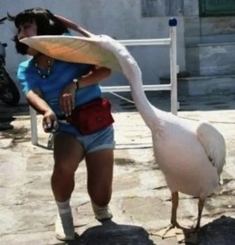 PTICE! Događa se ne&scaron;to stvarno čudno, ptice sve vi&scaron;e mrze ljudsku vrstu