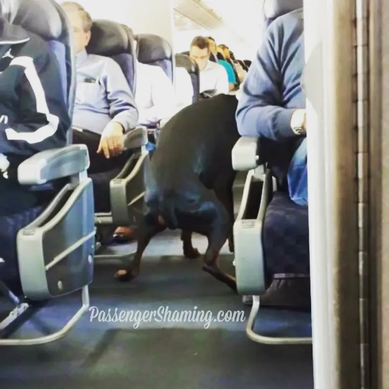 STJUARDESE PODIJELILE GNJUSNE PRIZORE: Zapele u avionu s odbojnim i nekulturnim stvorovima