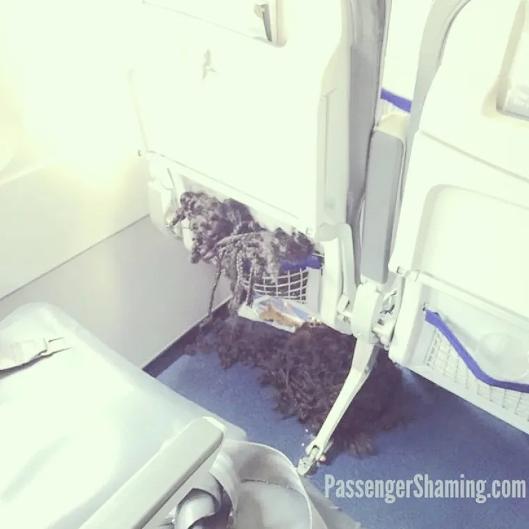 STJUARDESE PODIJELILE GNJUSNE PRIZORE: Zapele u avionu s odbojnim i nekulturnim stvorovima