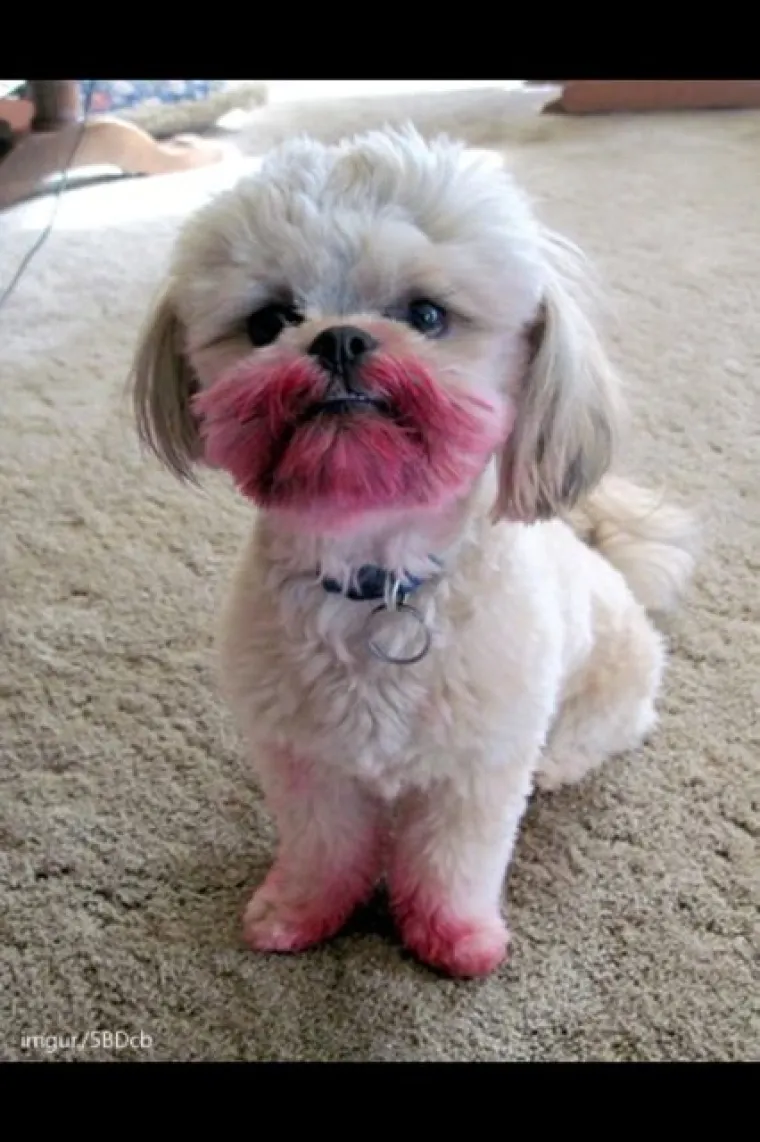 Ne, nije bio ni blizu ruža.