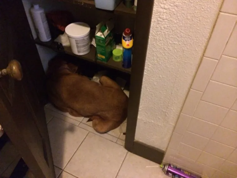 Ako nisi ni&scaron;ta naparvio, za&scaron;to se skriva&scaron;?