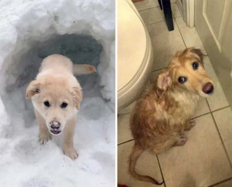 Neki ljubimci naprosto mrze vodu i kupanje, a čak i oni koji je vole izgledaju stvarno urnebesno nakon kupanja. Neke od slatkih fotografija ljubimaca nakon kupanja okupili smo u galeriji.