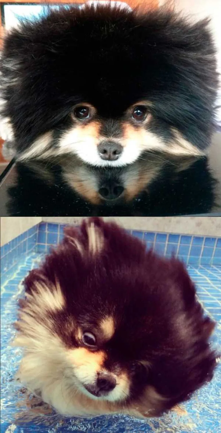 MRZE VODU, A IMAJU I DOBAR RAZLOG: Pogledajte urnebesne prizore ljubimaca prije i nakon kupanja