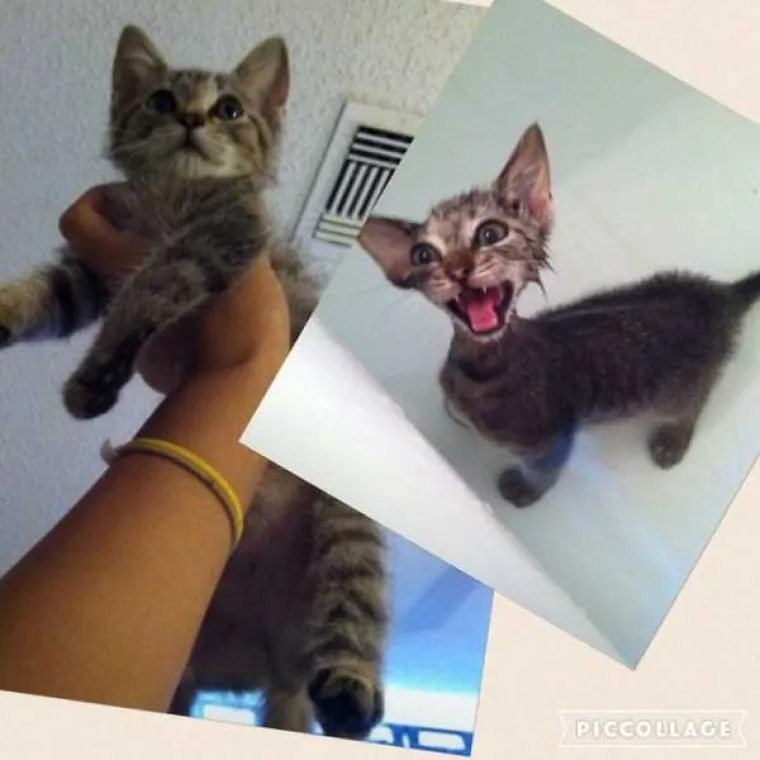 MRZE VODU, A IMAJU I DOBAR RAZLOG: Pogledajte urnebesne prizore ljubimaca prije i nakon kupanja