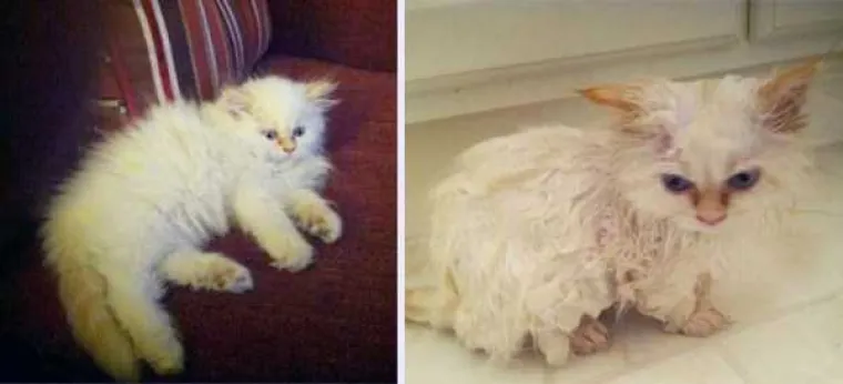 MRZE VODU, A IMAJU I DOBAR RAZLOG: Pogledajte urnebesne prizore ljubimaca prije i nakon kupanja