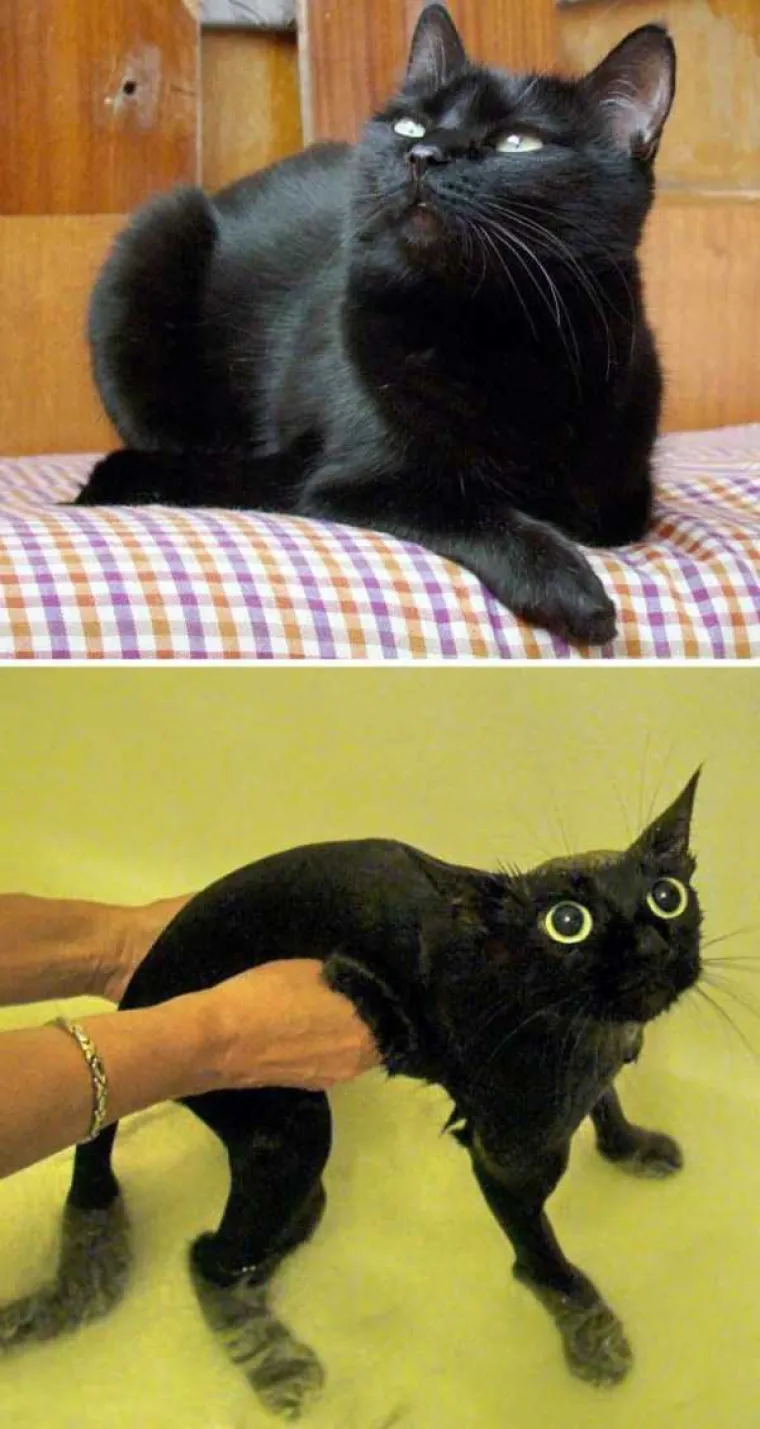 MRZE VODU, A IMAJU I DOBAR RAZLOG: Pogledajte urnebesne prizore ljubimaca prije i nakon kupanja