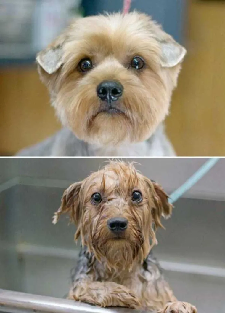 MRZE VODU, A IMAJU I DOBAR RAZLOG: Pogledajte urnebesne prizore ljubimaca prije i nakon kupanja