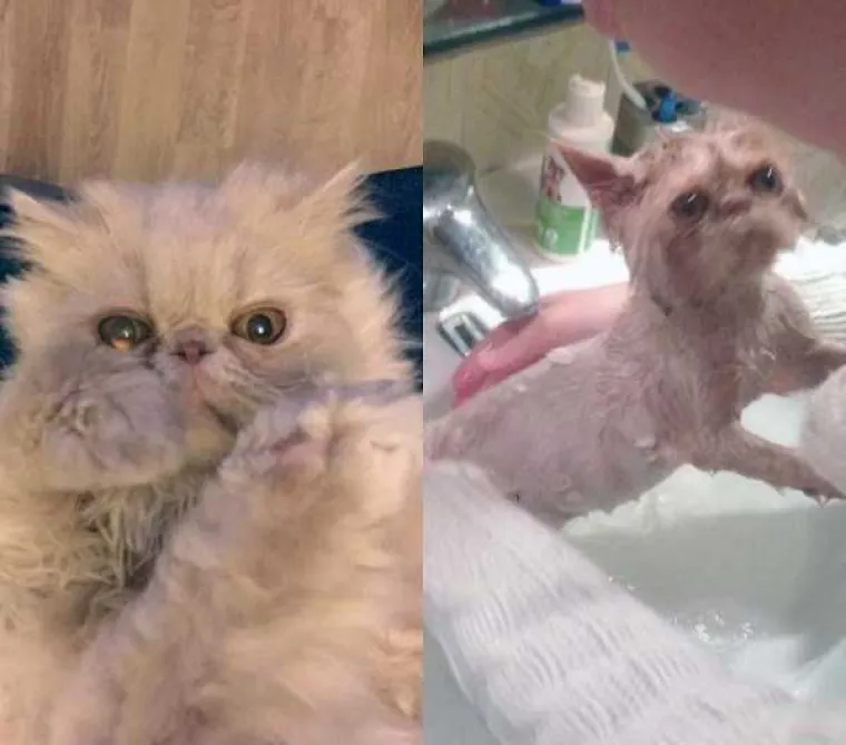 MRZE VODU, A IMAJU I DOBAR RAZLOG: Pogledajte urnebesne prizore ljubimaca prije i nakon kupanja