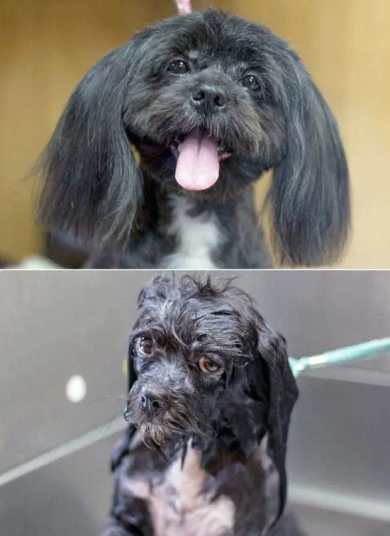 MRZE VODU, A IMAJU I DOBAR RAZLOG: Pogledajte urnebesne prizore ljubimaca prije i nakon kupanja